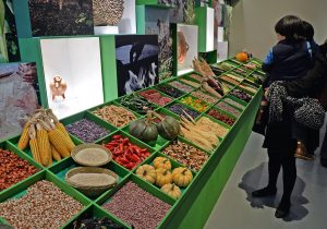 El Museo Nacional de Culturas Populares abrió la noche del  jueves 24 de noviembre la muestra La milpa. Espacio y tiempo sagrados, que estará en exhibición durante todo un año, que es la duración de un ciclo agrícola.