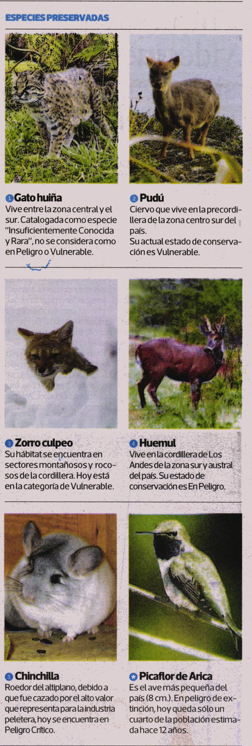 animales chilenos